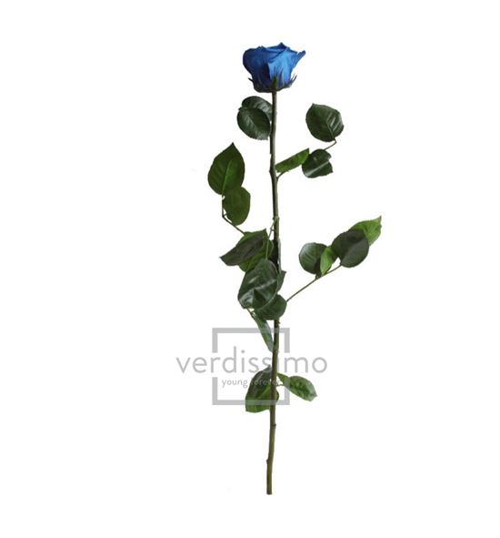 Rosa amorosa preservada granel prz/3630 - PRZ3630-03-ROSA-TALLO-STANDARD
