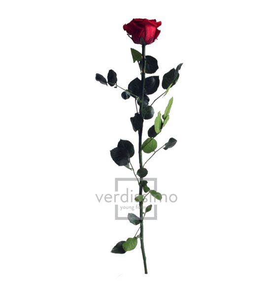 Rosa amorosa preservada granel prz/3800 - PRZ3800-03-ROSA-TALLO-STANDARD