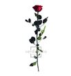 Rosa amorosa preservada granel prz/3800 - PRZ3800-03-ROSA-TALLO-STANDARD