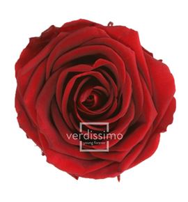 Rosa amorosa preservada granel prz/3800 - PRZ3800-03-ROSA-TALLO-STANDARD