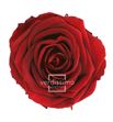 Rosa amorosa preservada granel prz/3800 - PRZ3800-01-ROSA-TALLO-STANDARD
