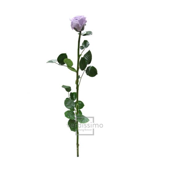 Rosa amorosa preservada granel prz/3830 - PRZ3830-03-ROSA-TALLO-STANDARD