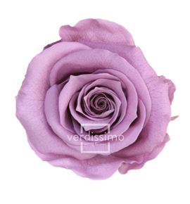 Rosa amorosa preservada granel prz/3830 - PRZ3830-03-ROSA-TALLO-STANDARD