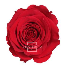 Rosa amorosa preservada mini prz/2200 - PRZ2200-05-ROSA-TALLO-MINI