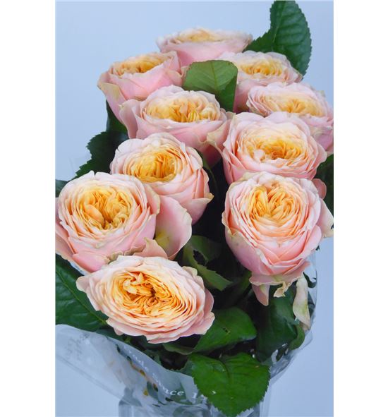 Rosa hol peach vuvuzela 30 - RGRPEAVUV