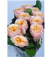 Rosa hol peach vuvuzela 30 - RGRPEAVUV