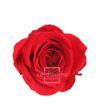 Rosa preservada princesa 16 unid rsp/4201 - RSP4201-01-ROSA-PRINCESS