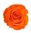 Rosa preservada standart 6 unid rst/2530 - RST253G-01-ROSA-STANDARD