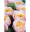 Rosa hol peach vuvuzela 30 - RGRPEAVUV1
