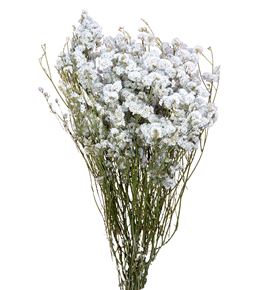 Limonium seco white - LIMCHIPREBLA