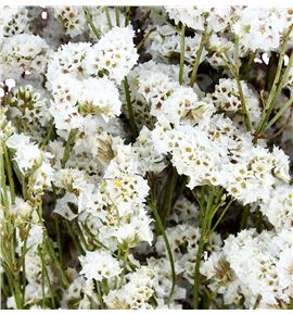 Limonium seco white - LIMCHIPREBLA