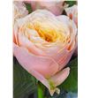 Rosa hol peach vuvuzela 30 - RGRPEAVUV2