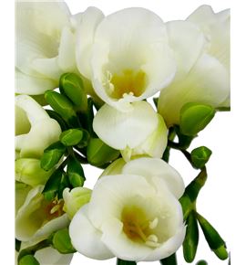 Fresia white serenade 54 - FREWHISER