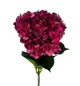Hydr mag dark ruby 60 - HYDMAGDARRUB