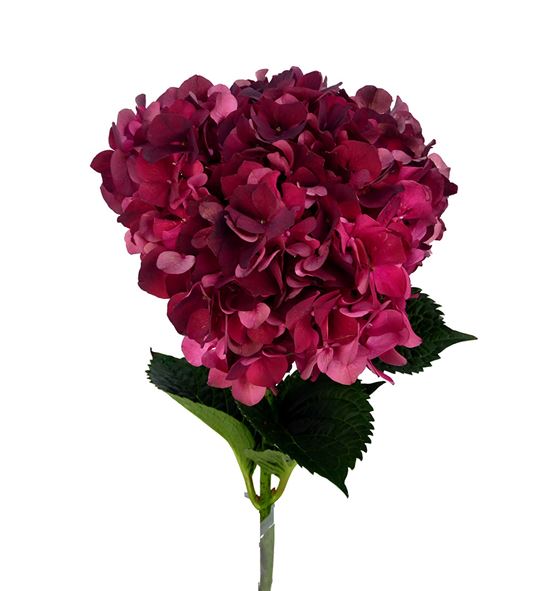 Hydr mag dark ruby 60 - HYDMAGDARRUB