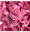 Hydr mag dark ruby 60 - HYDMAGDARRUB2