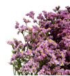Limonium anouchka diamond 65 - LIMANODIA1