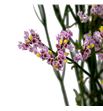 Limonium anouchka diamond 65 - LIMANODIA2