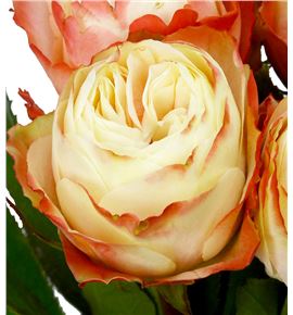 Rosa hol. karma 60 - RGRKAR
