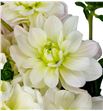 Dahlia white onesta 45 - DAHWHIONE1