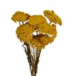 Achilea seca amarilla - ACHSECNAT