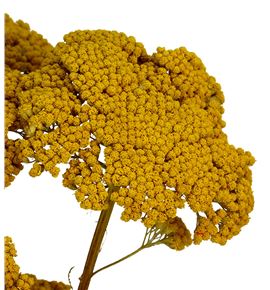 Achilea seca amarilla - ACHSECNAT