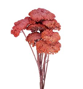 Achilea seca rosa - ACHSECROS