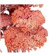 Achilea seca rosa - ACHSECROS1