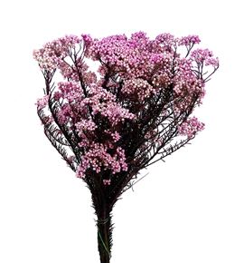 Flor arroz preservado rosa - FLOARRPREROS