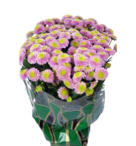 Cr santini jeanny rosa 55 - CRSJEAROS