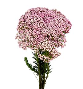 Ozoth coods tall pinks 50 - OZOCOOTALPIN