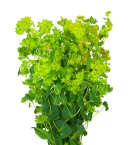 Bupleurum griffithii 50 - BUPGRI