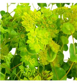 Bupleurum griffithii 50 - BUPGRI