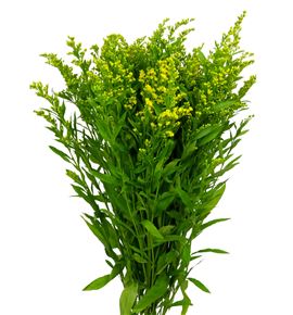 Solidago golden glory 80 - SGOLGLO