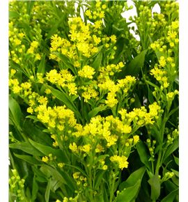 Solidago golden glory 80 - SGOLGLO