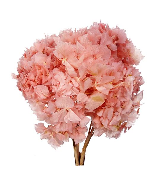 Hortensia preservada rosa suave - HORPREROSSUA