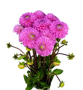 Dahlia sandra 50 - DAHSAN