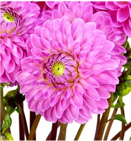 Dahlia sandra 50 - DAHSAN