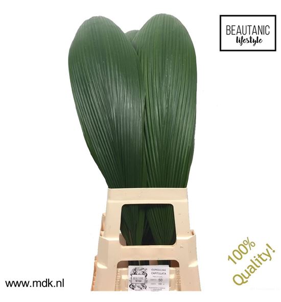 Curculigo capitulata 100cm - CURCAP