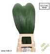 Curculigo capitulata 100cm - CURCAP