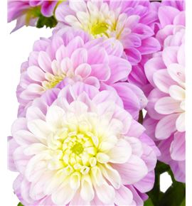 Dahlia sweet love 50 - DAHSWELOV