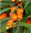 Euph orange queen 60 - EUPORAQUE2