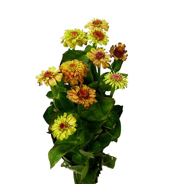 Zinnia elegans 50 - ZINELE