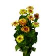 Zinnia elegans 50 - ZINELE