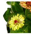 Zinnia elegans 50 - ZINELE1