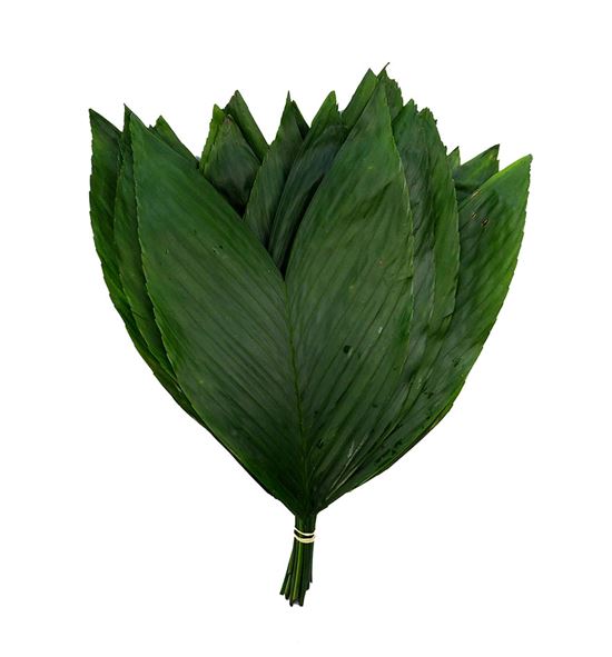 Cocos xl - COC