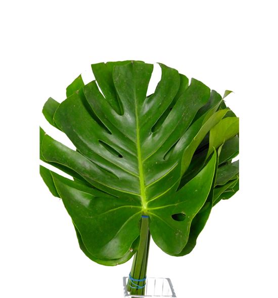 Monstera grande - MON