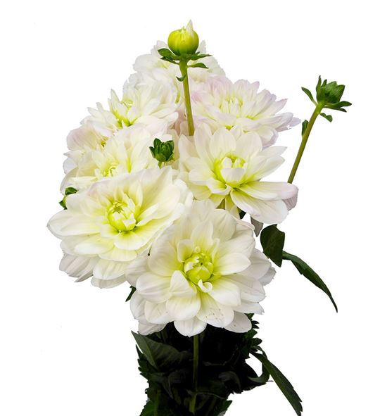 Dahlia white onesta 60 - DAHWHIONE