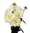 Dahlia white onesta 60 - DAHWHIONE