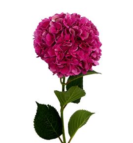 Hydr pink ruby 60 - HYDPINRUB